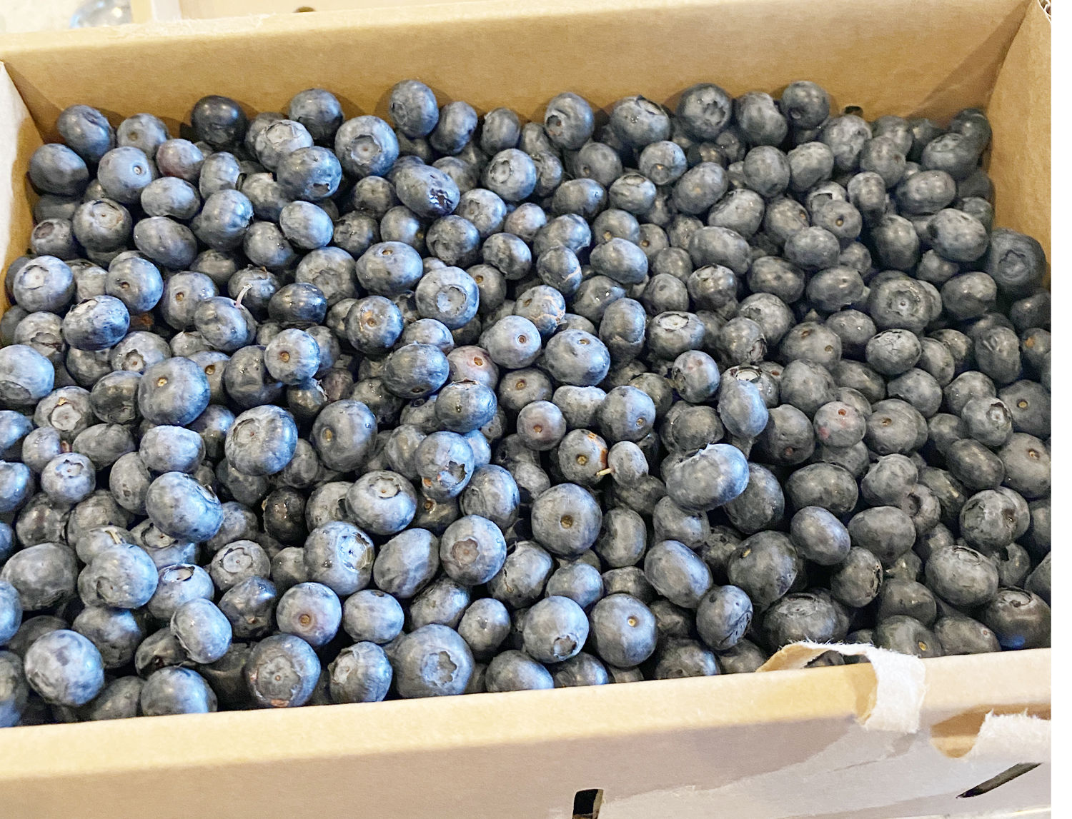 Blueberry 7